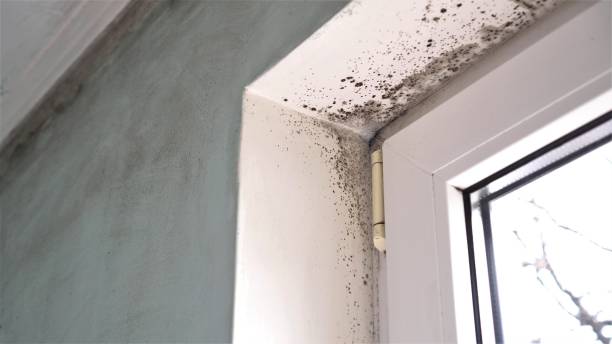 Best Residential Mold Remediation in Shelby, OH