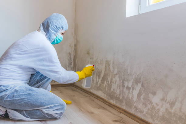 Professional Mold Remediation in Shelby, OH