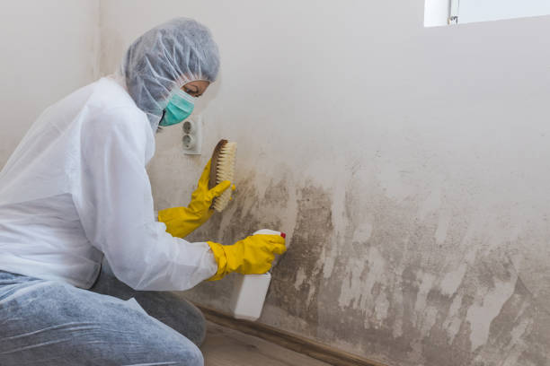Best Emergency Mold Remediation in Shelby, OH