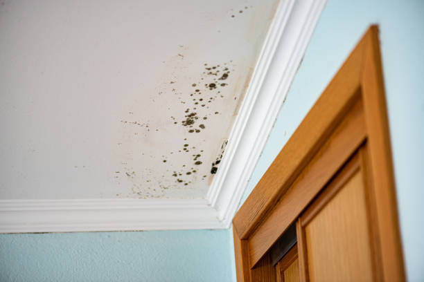 Best Residential Mold Remediation in Shelby, OH