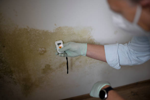 Best Localized Mold Remediation (e.g., coastal areas, humid climates) in Shelby, OH