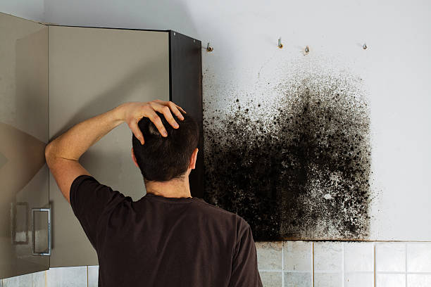 Best Kitchen Mold Remediation in Shelby, OH