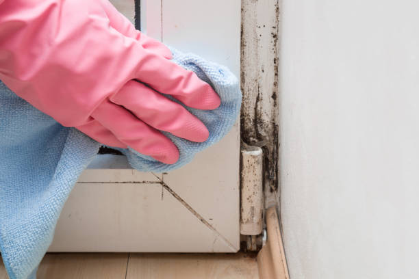 Best White Mold Remediation in Shelby, OH