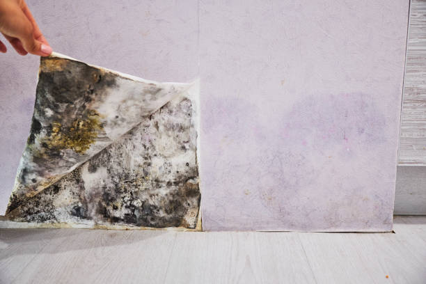 Best Black Mold Remediation in Shelby, OH